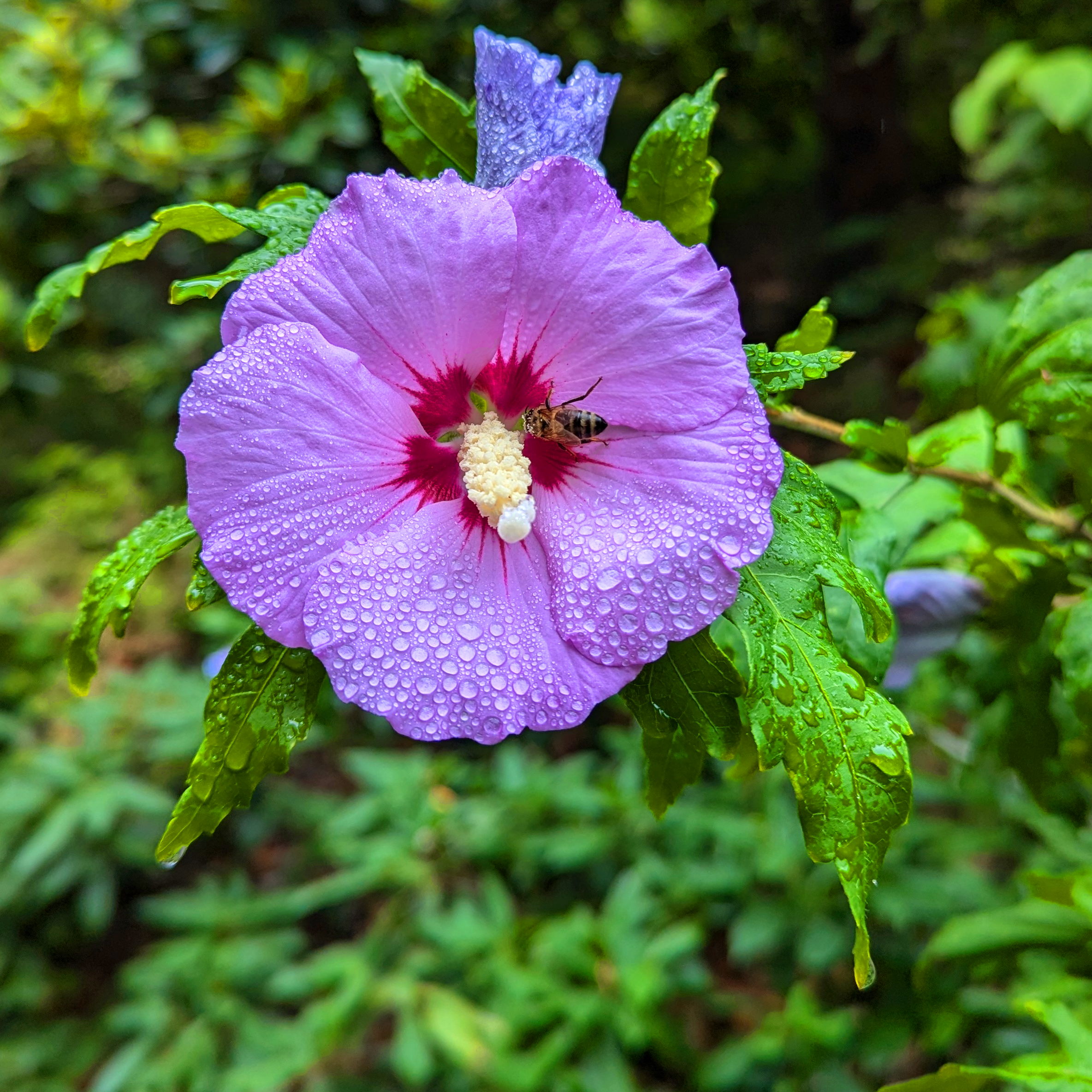 A red and violet flower blossom with a bee.