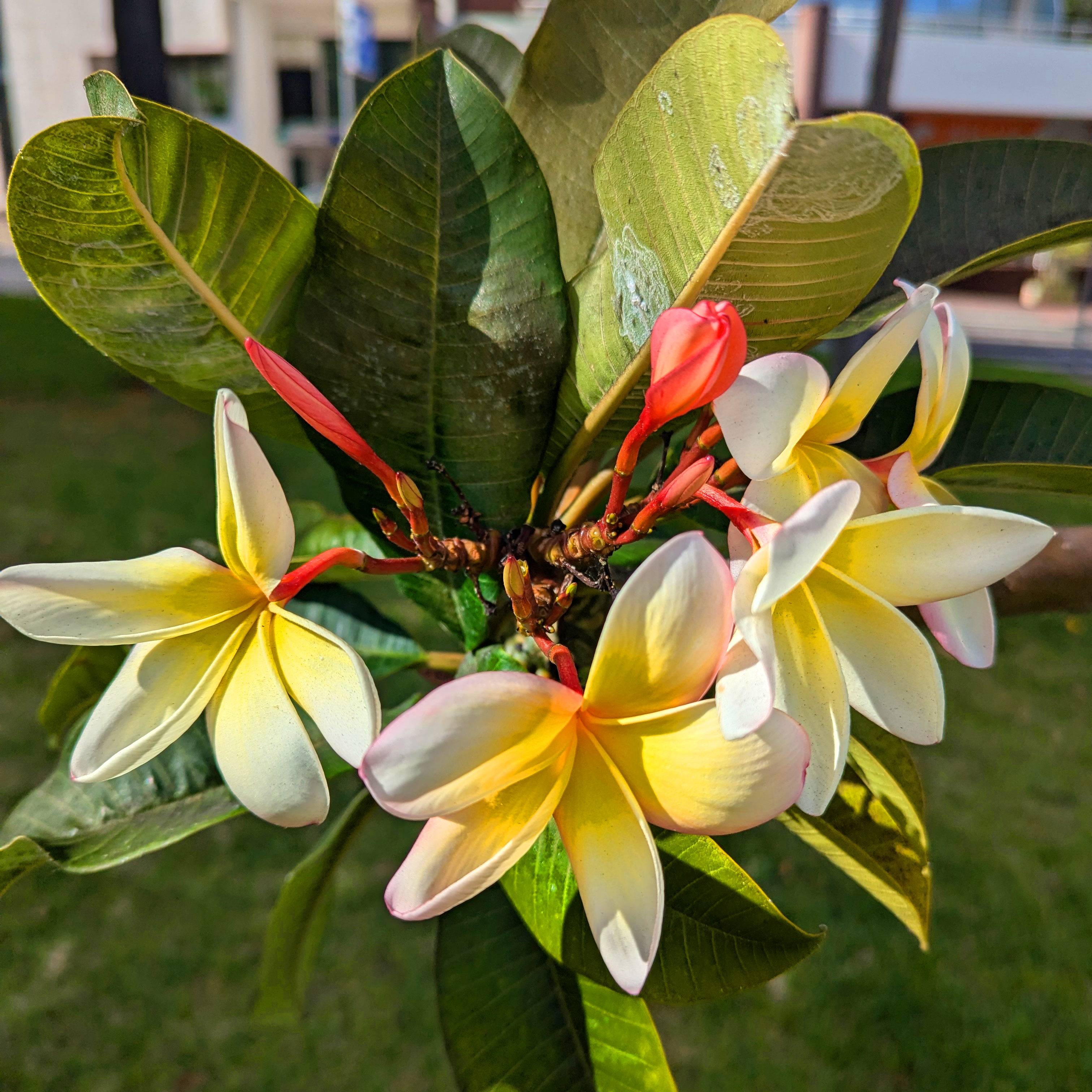 Blossoms of yellow petals fading to white.