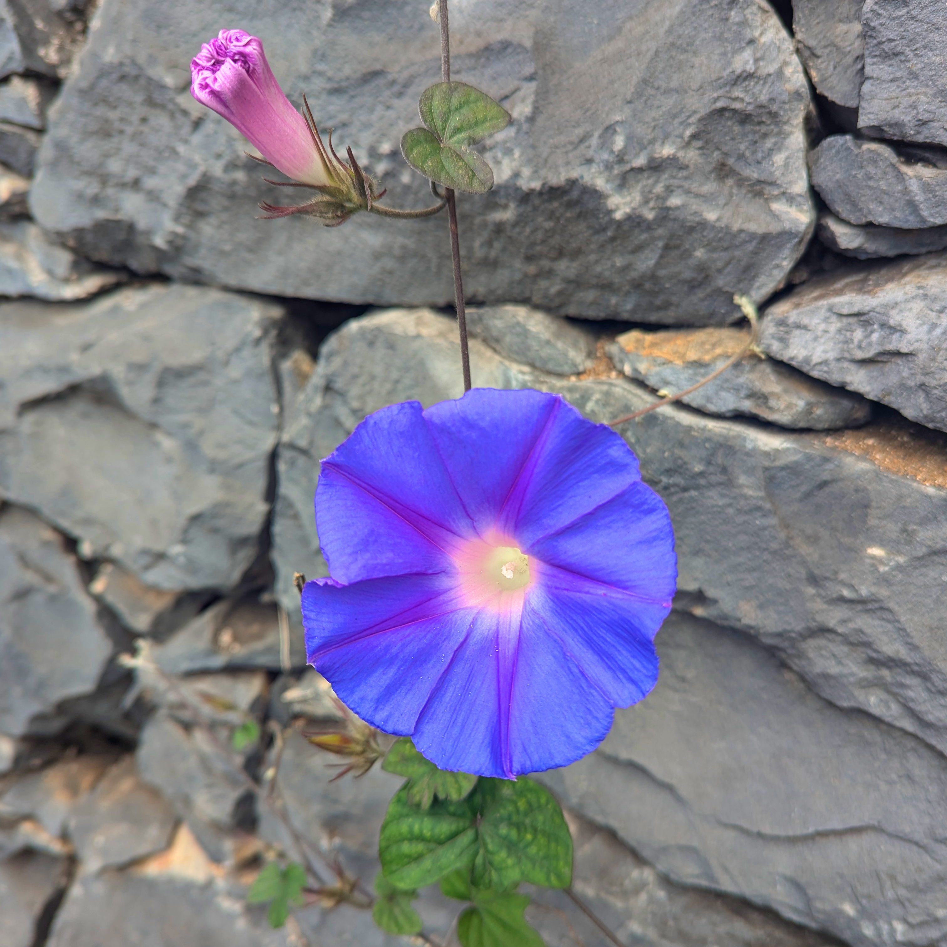 A bright blue disc of a flower against a gray stone wall.