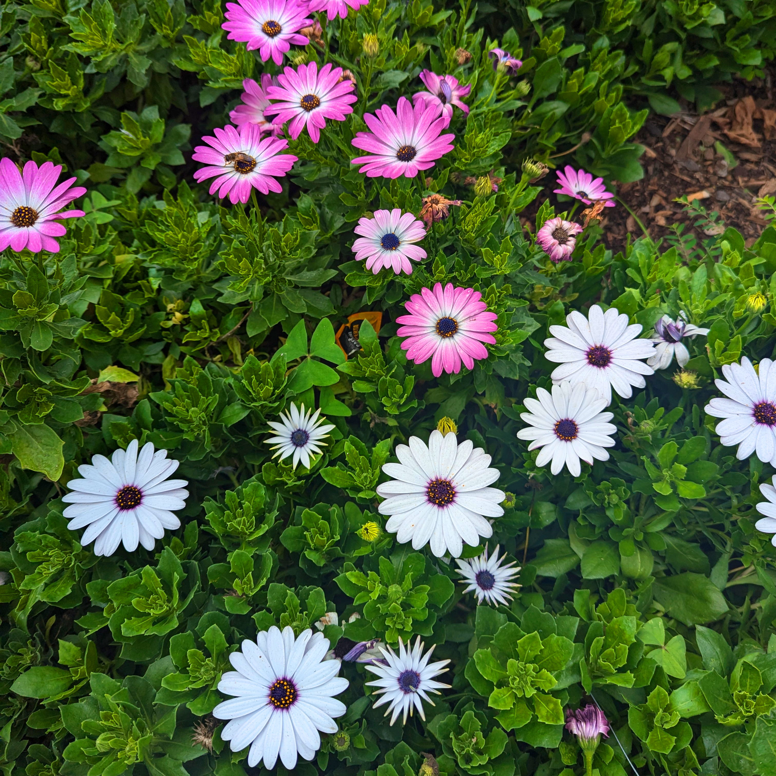 Daisy-like flowers. Some pink. Some white.