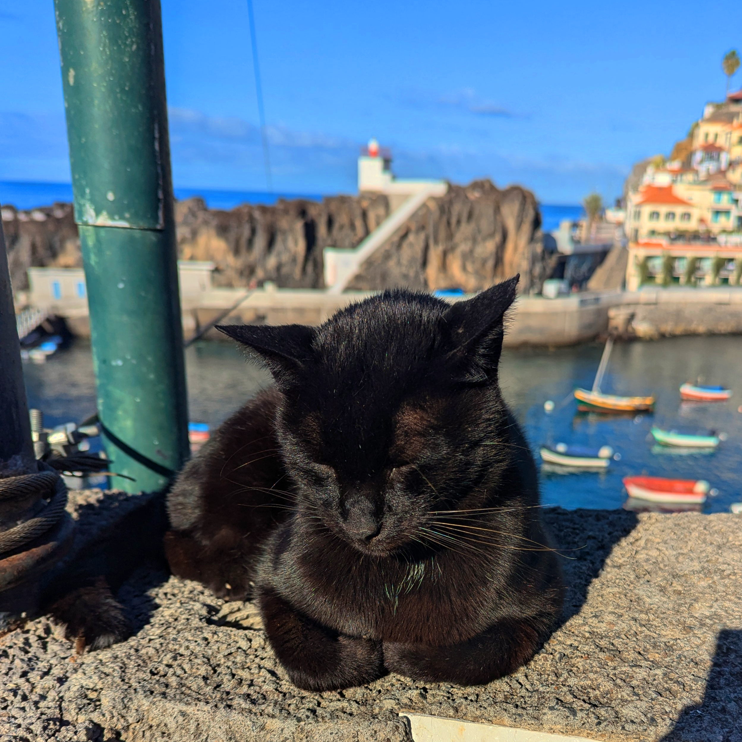 A black cat snoozing on a wall with fishing boats in the background.