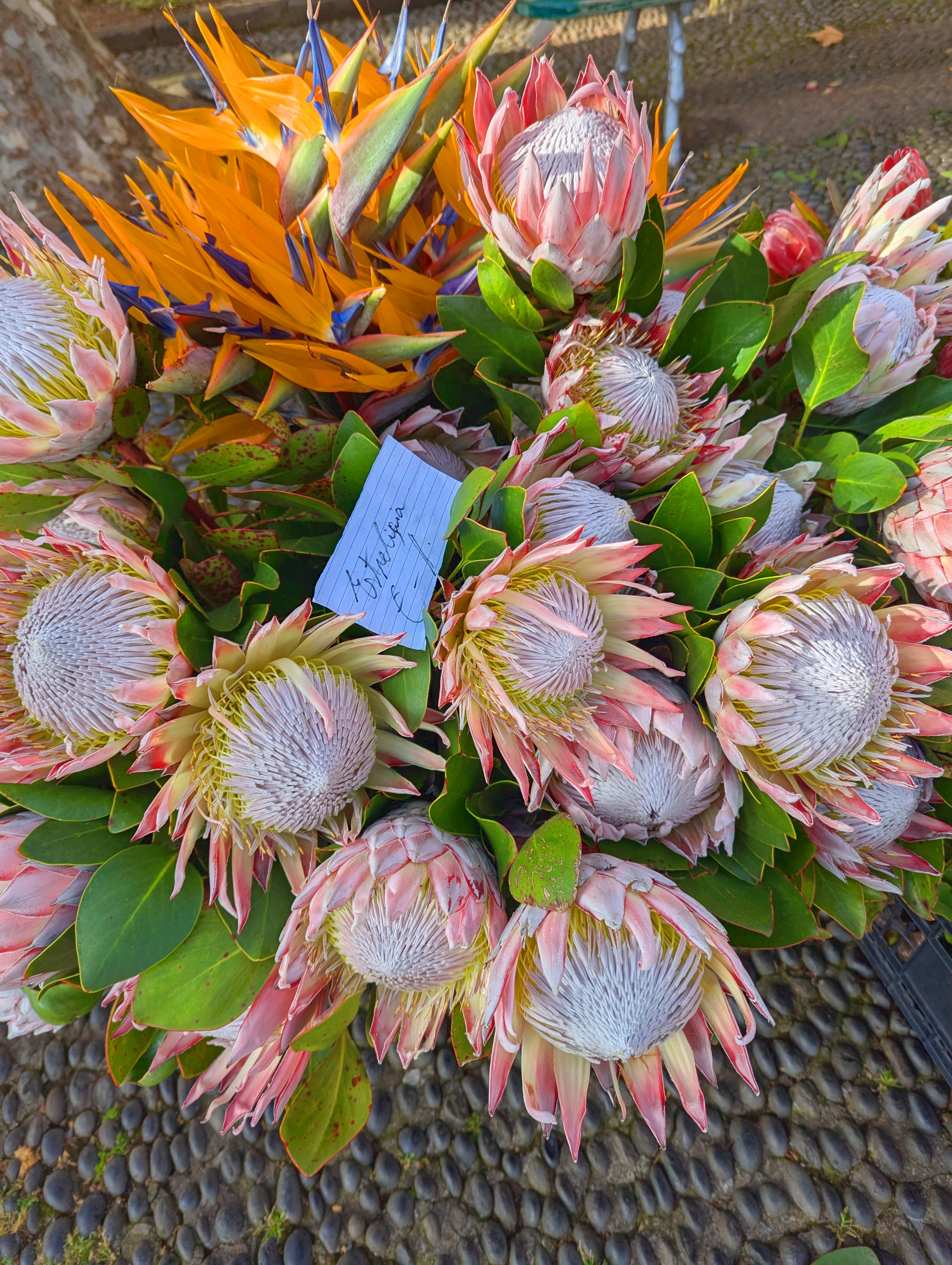 Proteas