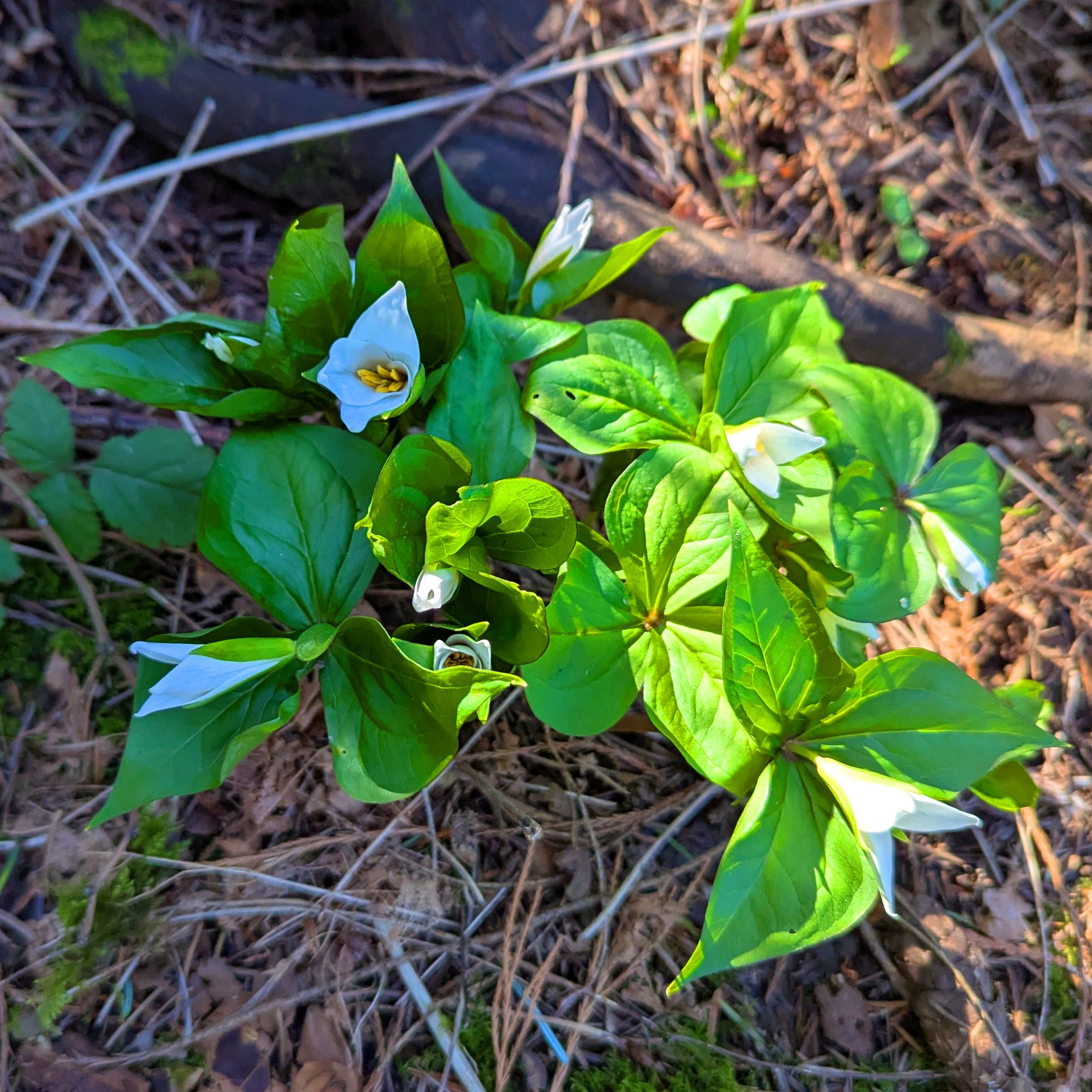 A small patch of plants with green stalks, three green leaves and a white flower in the center.