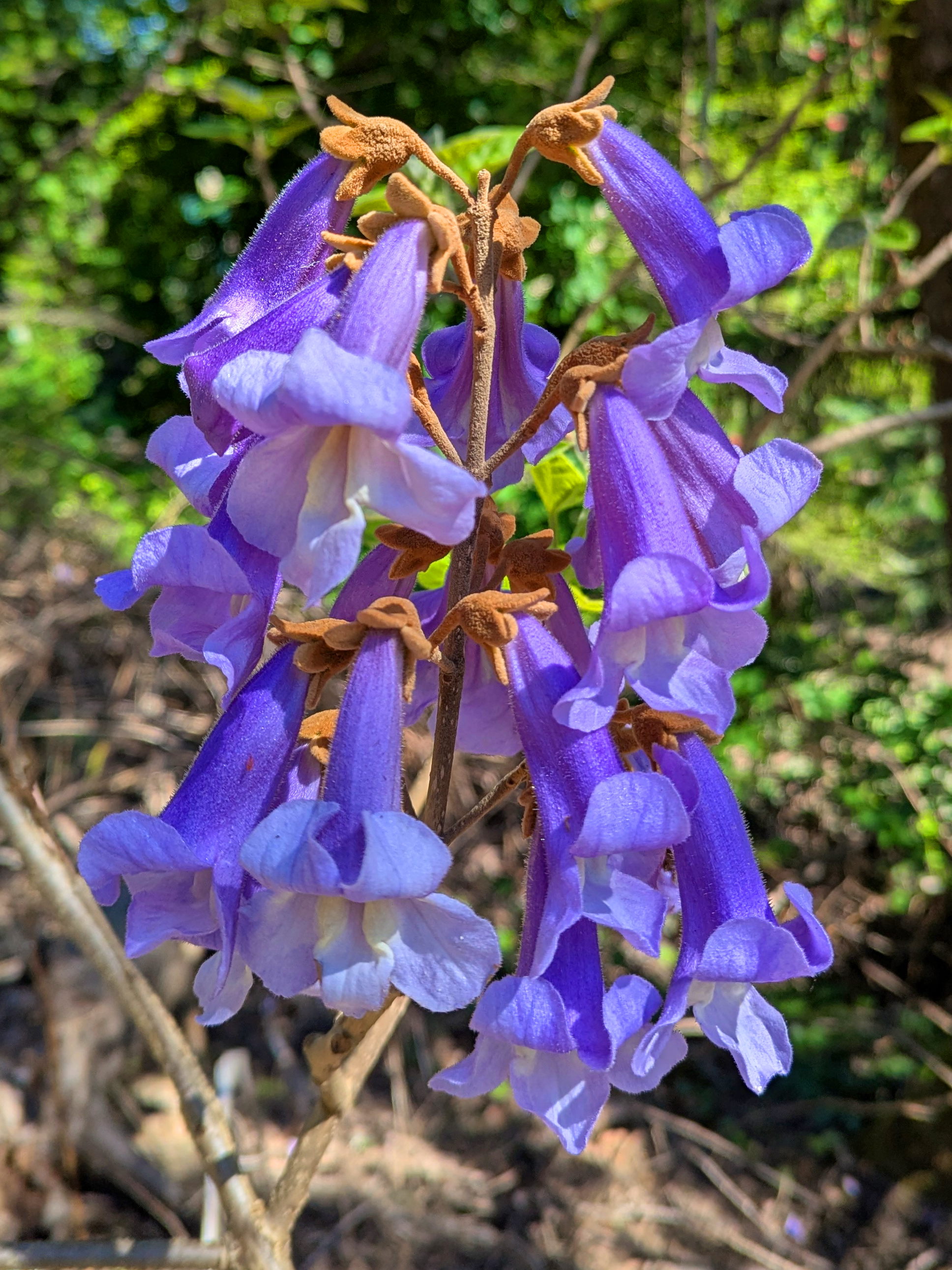 Violet trumpets in a cluster of blooms on a tree.