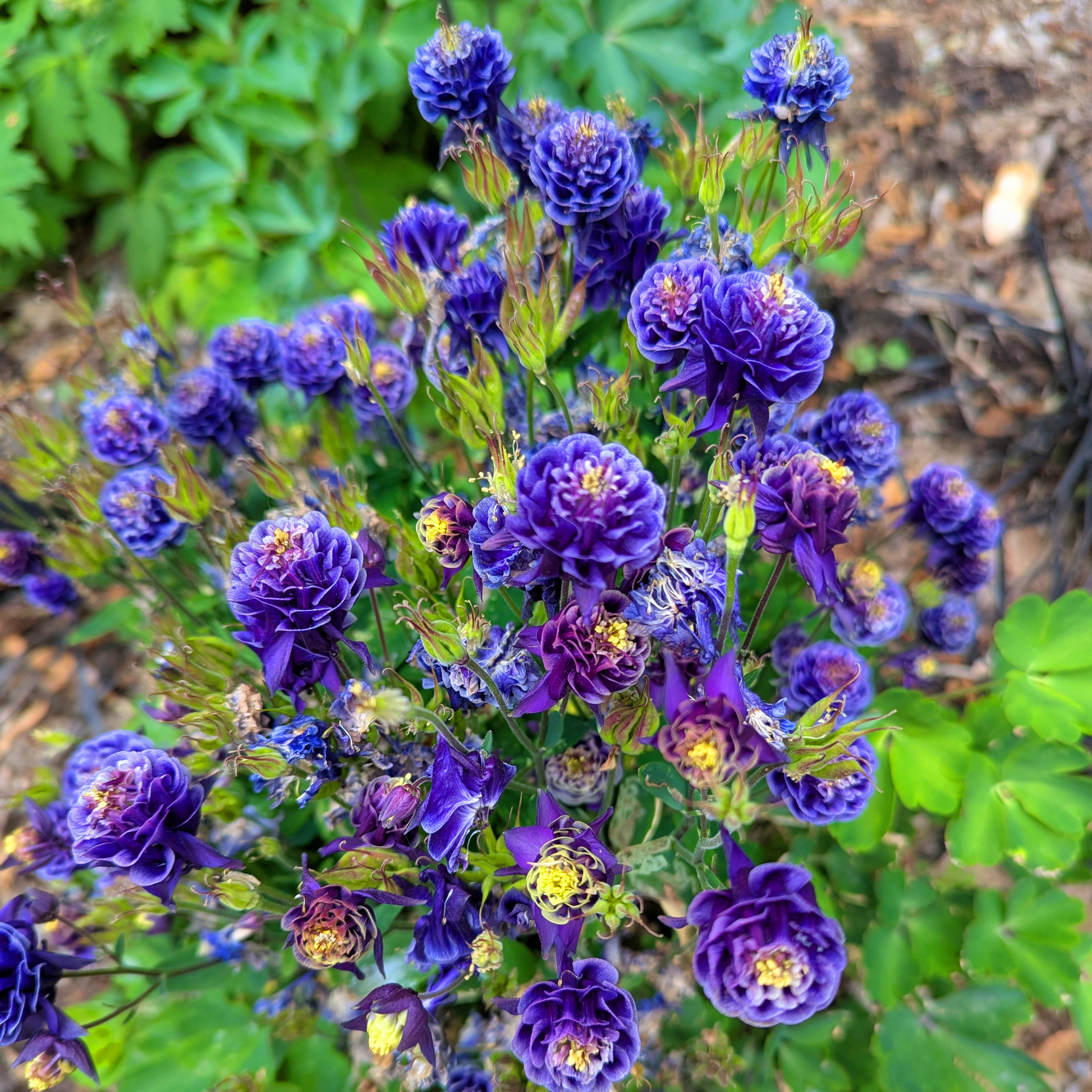 A cluster of small dark blue flowers with spiky petals.